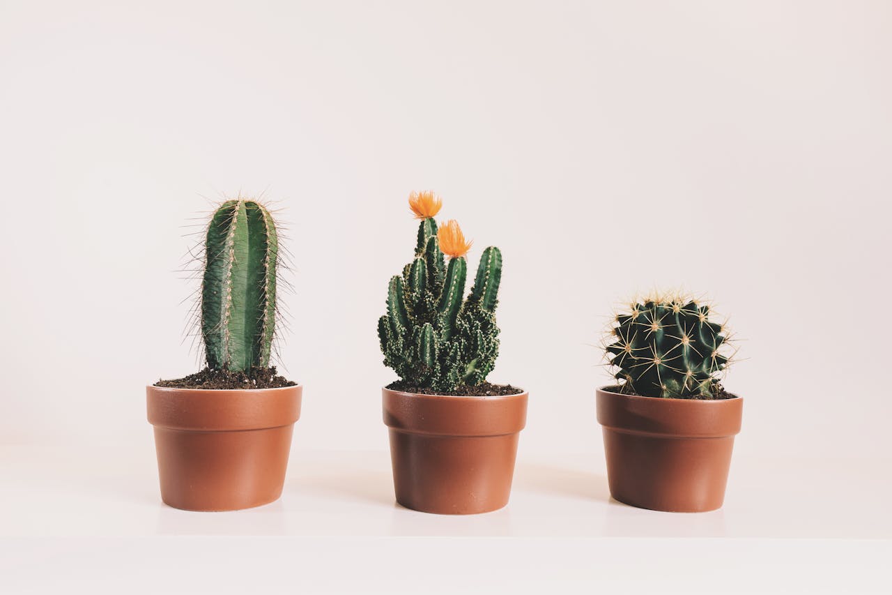 Three Potted Cactus Plants